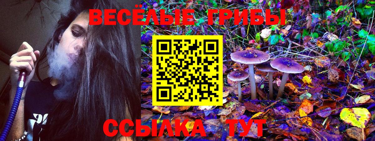 Псилоцибиновые грибы Psilocybe Губкинский
